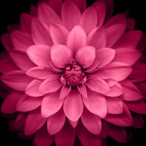 Meet your Posher, Barbara